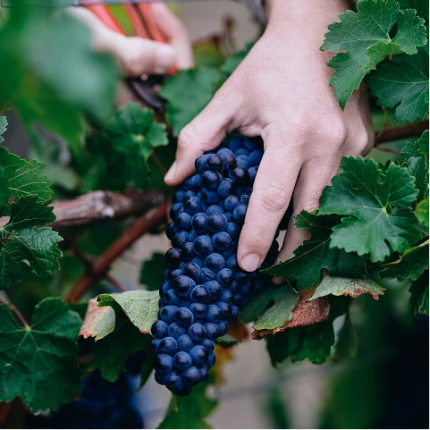 Experience in community